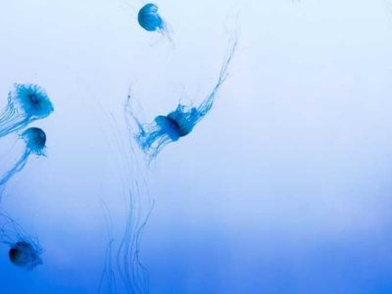 Khoai tây Đà Lạt