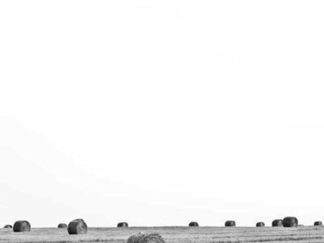 Tré Bình Định (đặt trước)