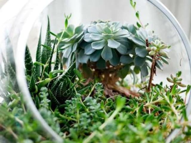 Thau nhựa tròn lớn