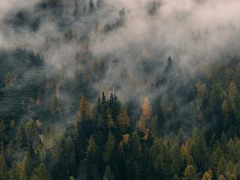 Đậu xanh cà vỏ