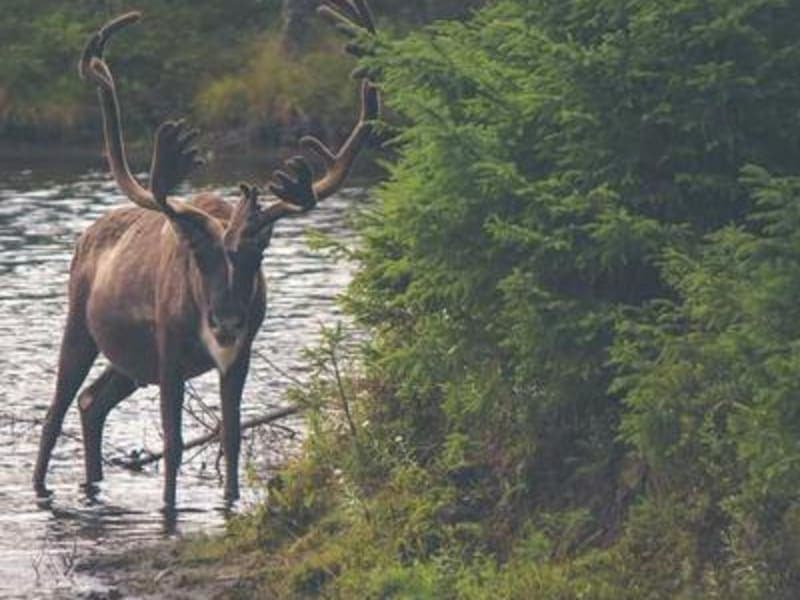 Xôi xéo đậu xanh