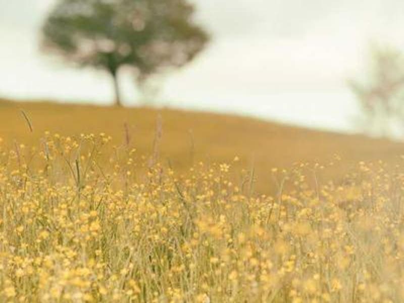 Bún riêu cua đồng